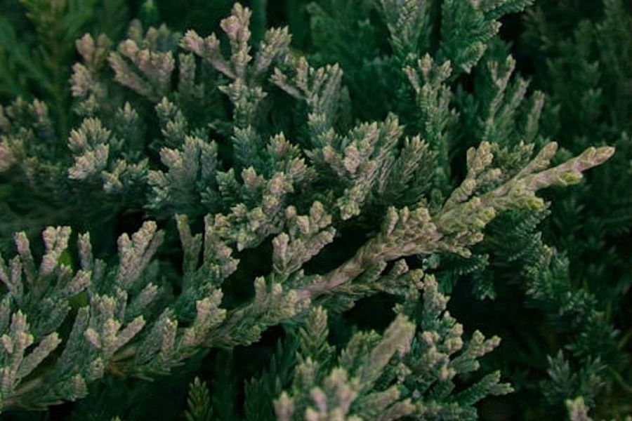 Blue Rug Juniper ground cover