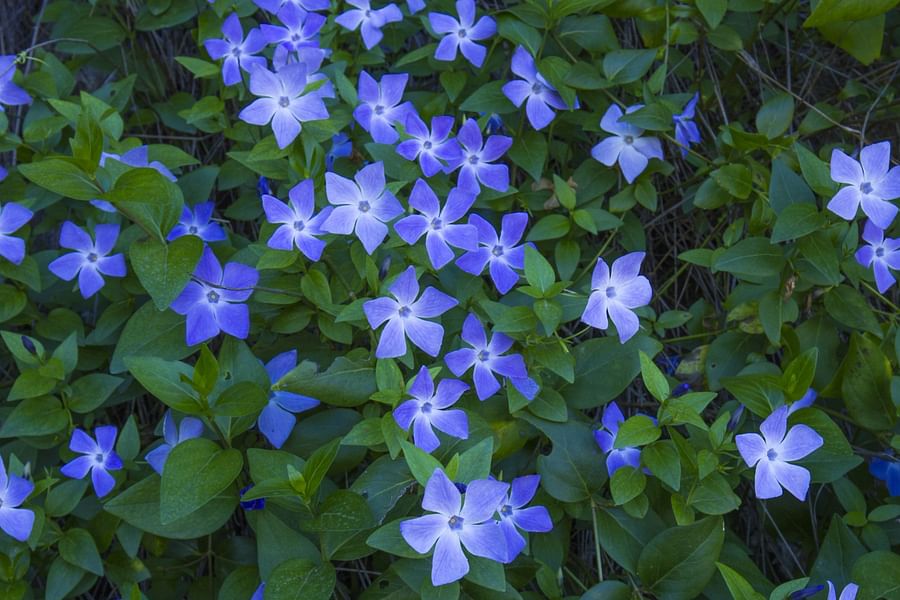 Creeping Juniper for erosion control
