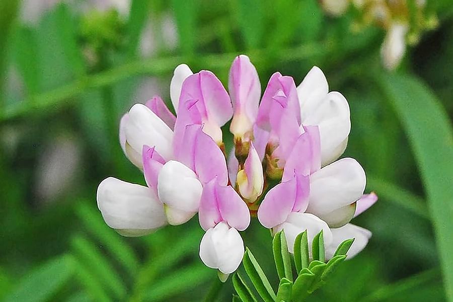 Crown Vetch ground cover plant