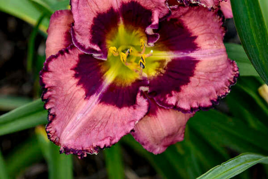 Daylilies for erosion control