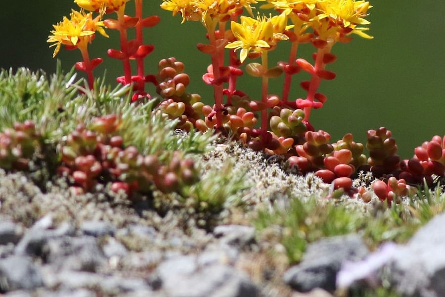 Stonecrop ground cover