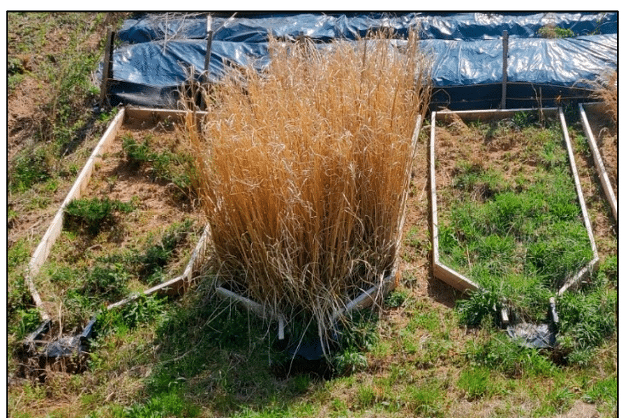 Switchgrass for soil stabilization